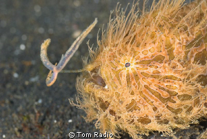 Hairy Frogfish shaking it's lure
Sulawesi, Indonesia by Tom Radio 